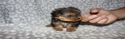 Yorkshire Terrier dogs for sale: Sondra - Ad 8