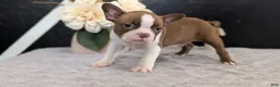 Boston Terrier dogs for sale: Max - Ad 9