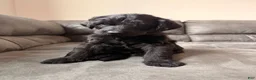 Double Doodle dogs for sale:  Amethyst - Ad 32
