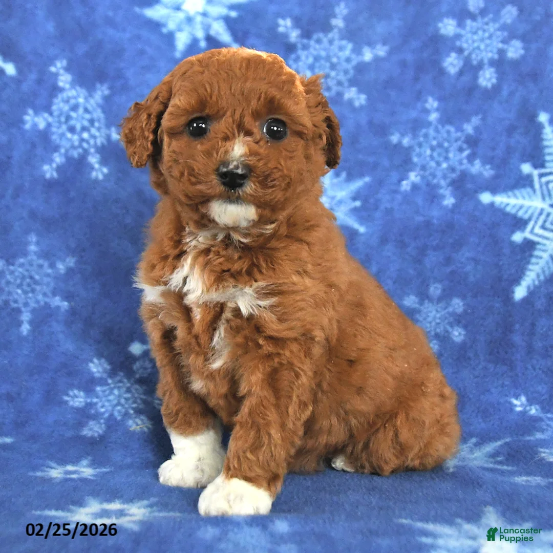 Miniature Poodle dogs for sale: Ellie - Ad 3
