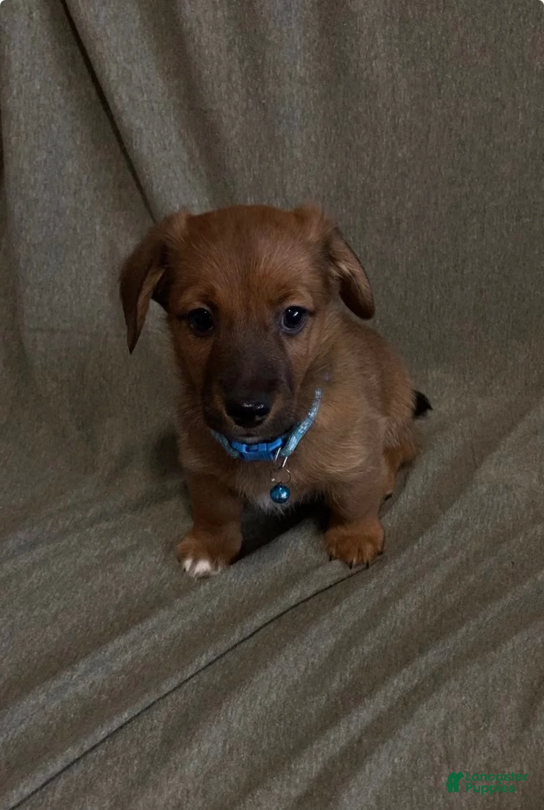 Mixed Breed dogs for sale: Buford - Ad 2