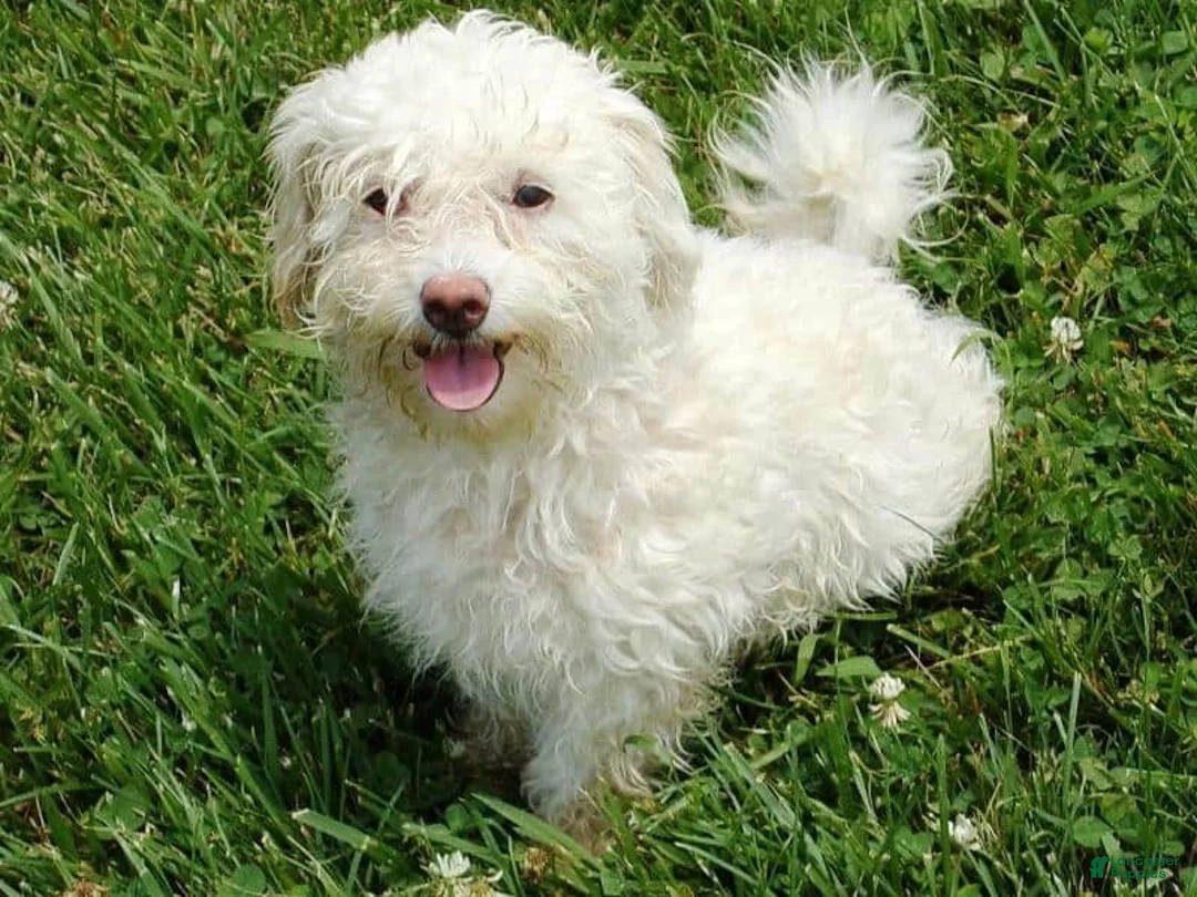 Mixed Breed dogs for sale: Kasper - Ad 5