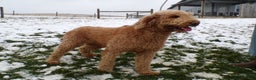 Goldendoodle dogs for sale: Goldendoodle Puppy 1 Lilac - Ad 3