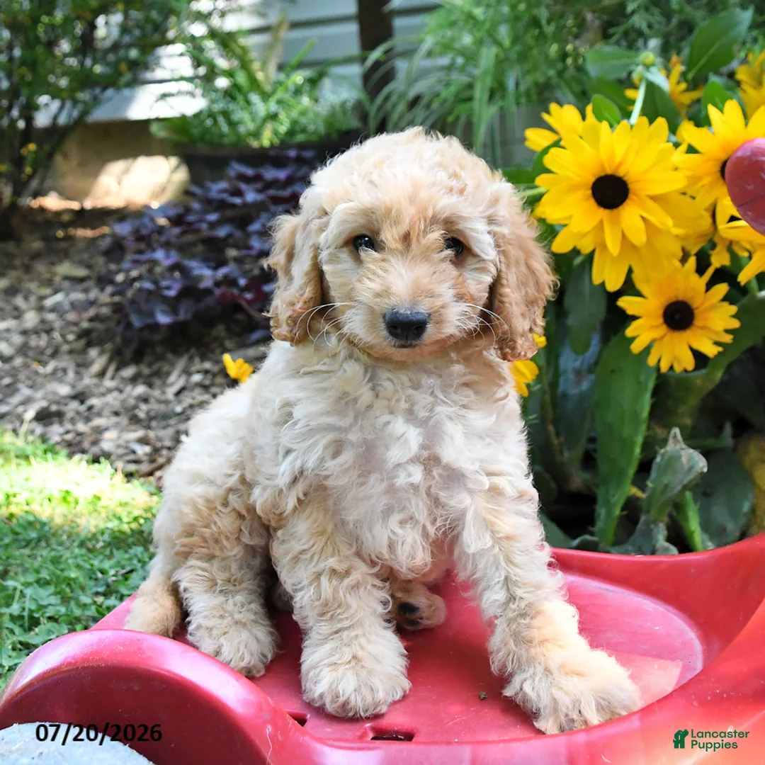Cockapoo dogs for sale: Blondie - Ad 3