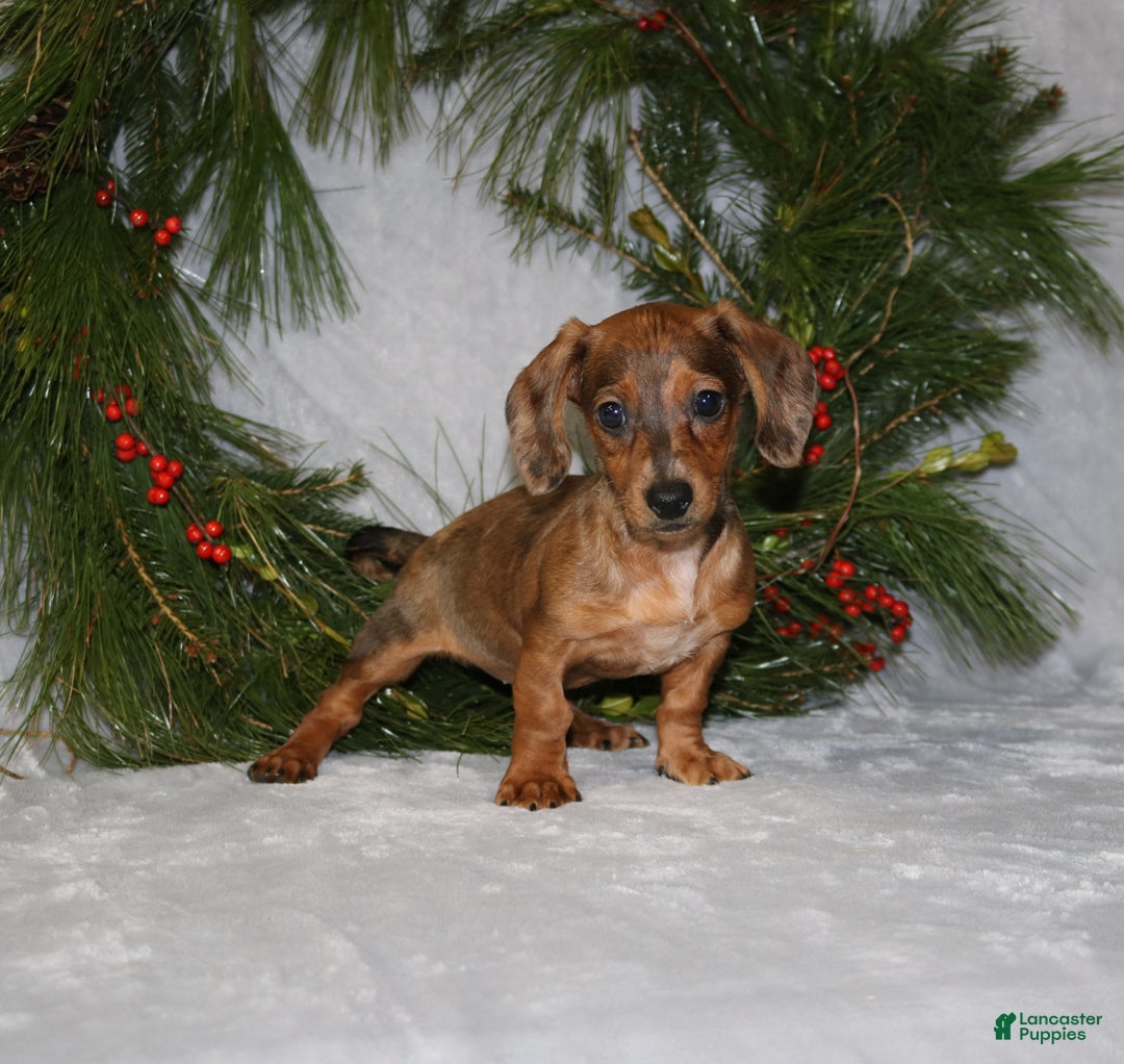 Miniature Dachshund dogs for sale: Coco - Ad 5