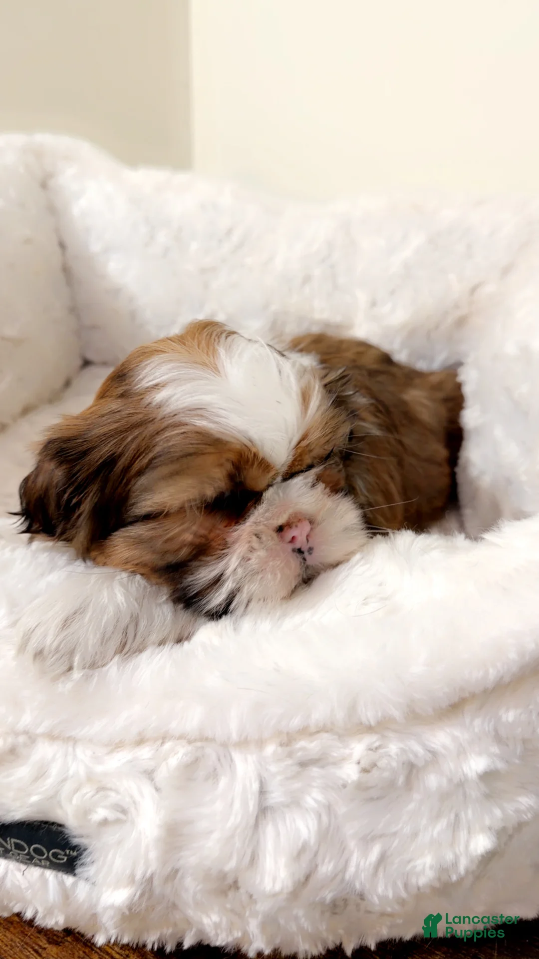 Shih Tzu dogs for sale: Jet  - Ad 3