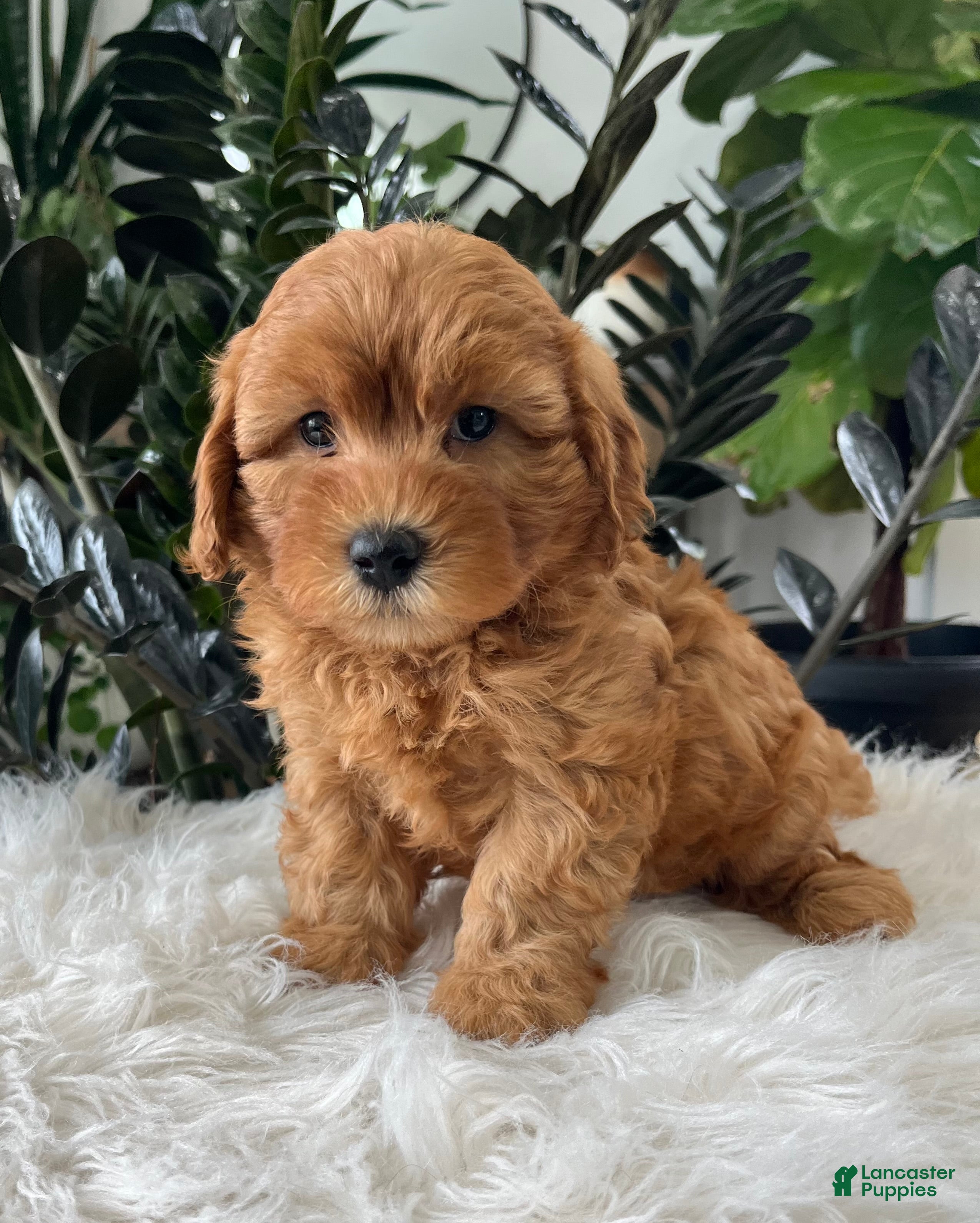 Mini Goldendoodle dogs Balto - Ad 2