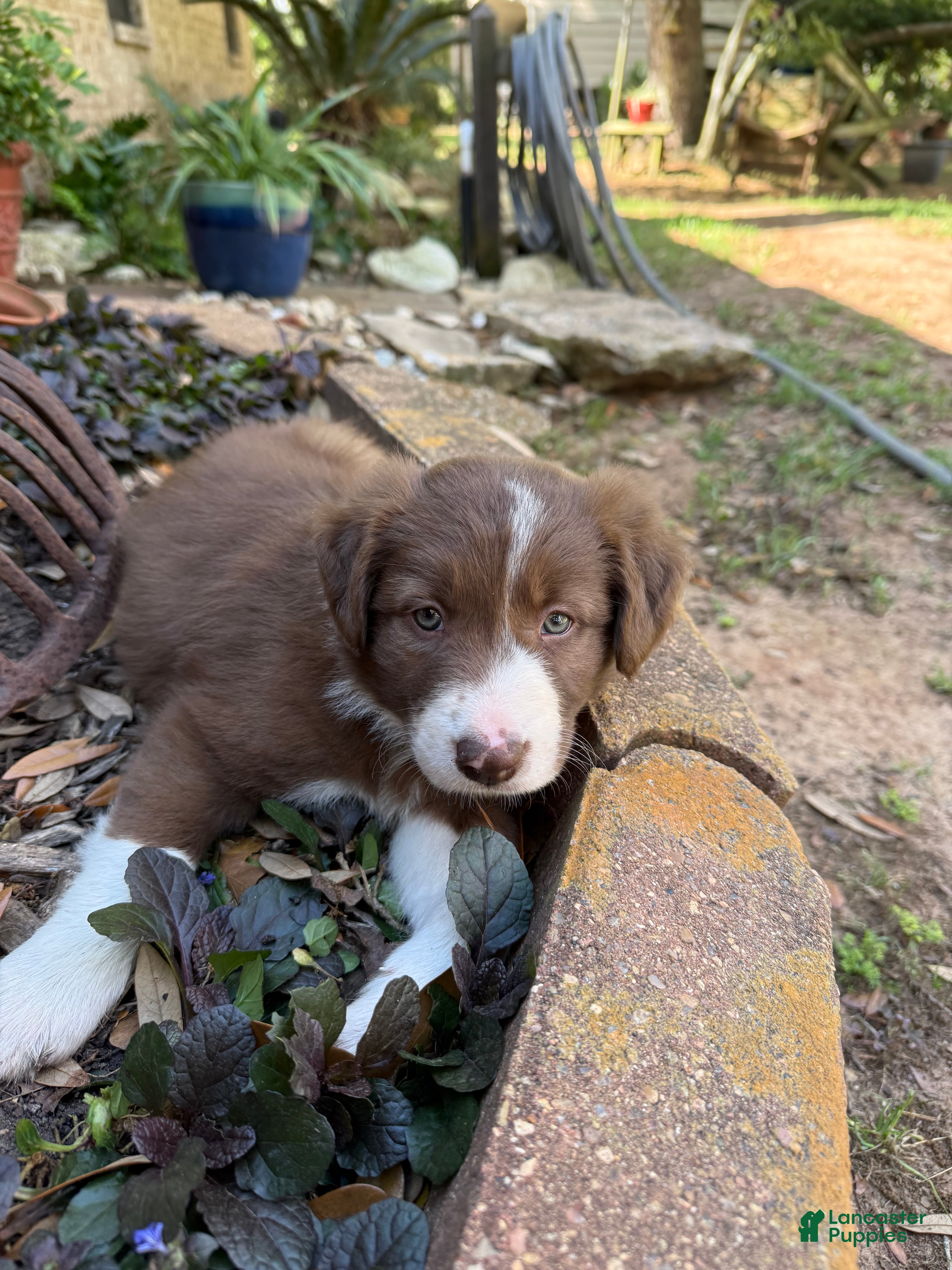 Border Collie dogs Border Collie Puppy 5 - Ad 31