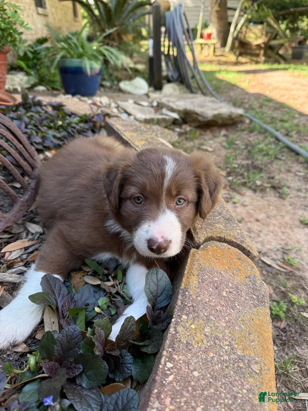 Border Collie dogs for sale: Border Collie Puppy 5 - Ad 1