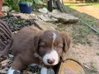 Border Collie dogs Border Collie Puppy 5 - Ad 31