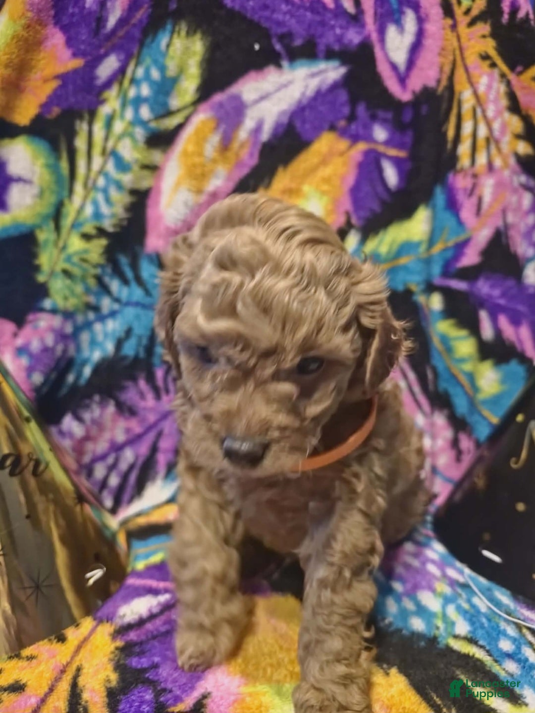 Mini Goldendoodle dogs for sale: Nova - Ad 2