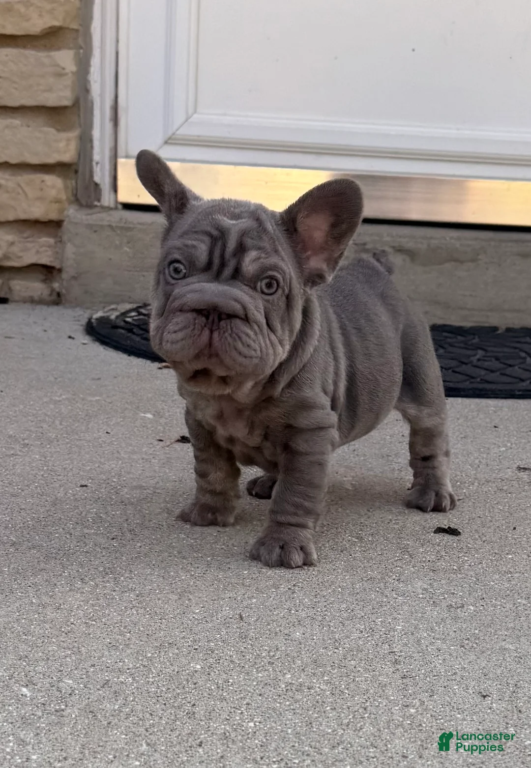 French Bulldog dogs for sale: Blue - Ad 2