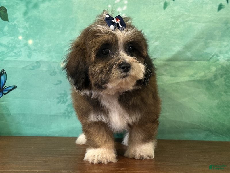 Teddy Bear dogs Dixie - Ad 1