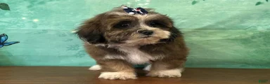 Dixie