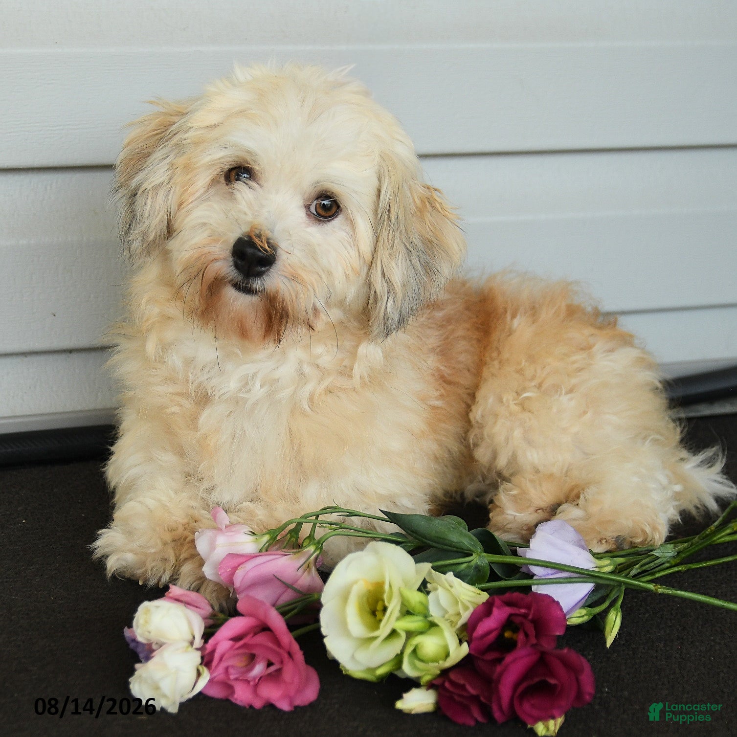 Havanese dogs Faith - Ad 1