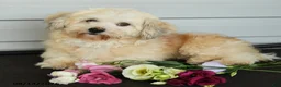 Havanese dogs for sale: Faith - Ad 1