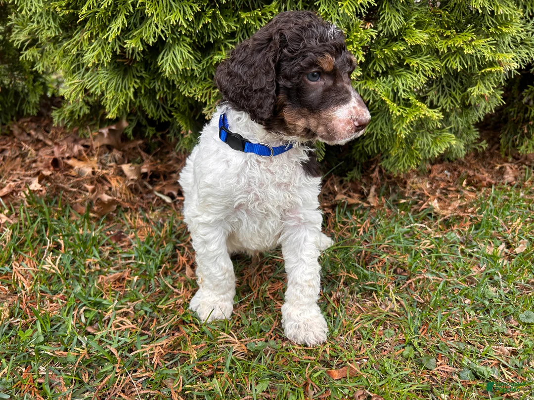 Standard Poodle dogs for sale: ⚓️Porter-AKC Standard🐩 - Ad 2