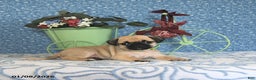 Pug dogs for sale: Larine - Ad 1