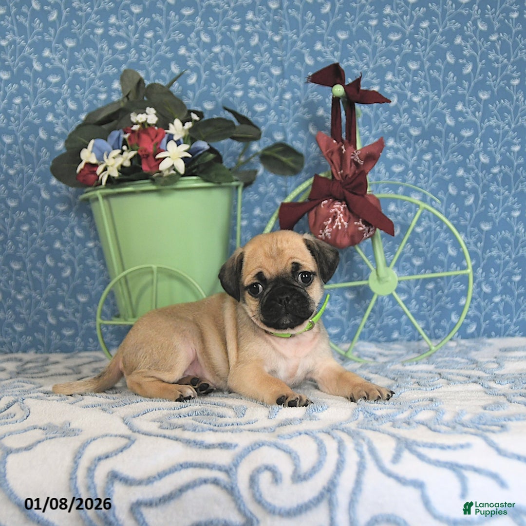 Pug dogs for sale: Larine - Ad 1