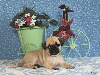 Pug dogs Larine - Ad 16