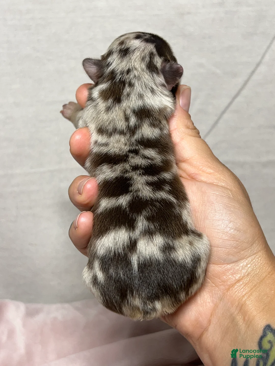French Bulldog dogs for sale: Gengar - Ad 2