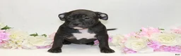 American Bully dogs for sale: American Bully red - Ad 4