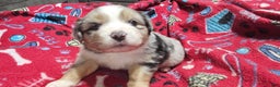 Miniature Australian Shepherd dogs for sale: Sprinkle  - Ad 1