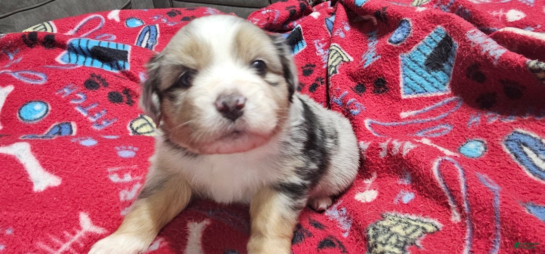 Miniature Australian Shepherd dogs for sale: Sprinkle  - Ad 1