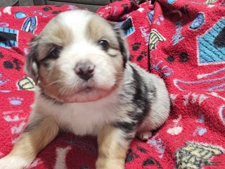 Miniature Australian Shepherd dogs Sprinkle - Ad 8