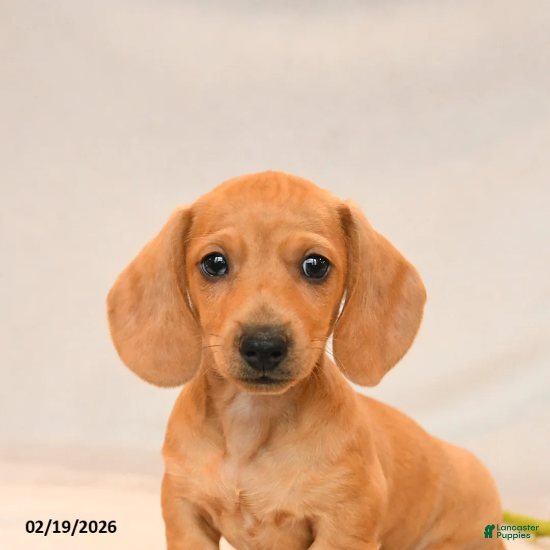 Miniature Dachshund dogs for sale: Oliver - Ad 5