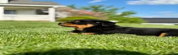 Rottweiler dogs for sale: Addison - Ad 2