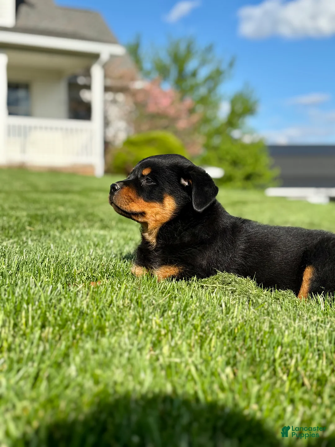 Rottweiler dogs for sale: Addison - Ad 2