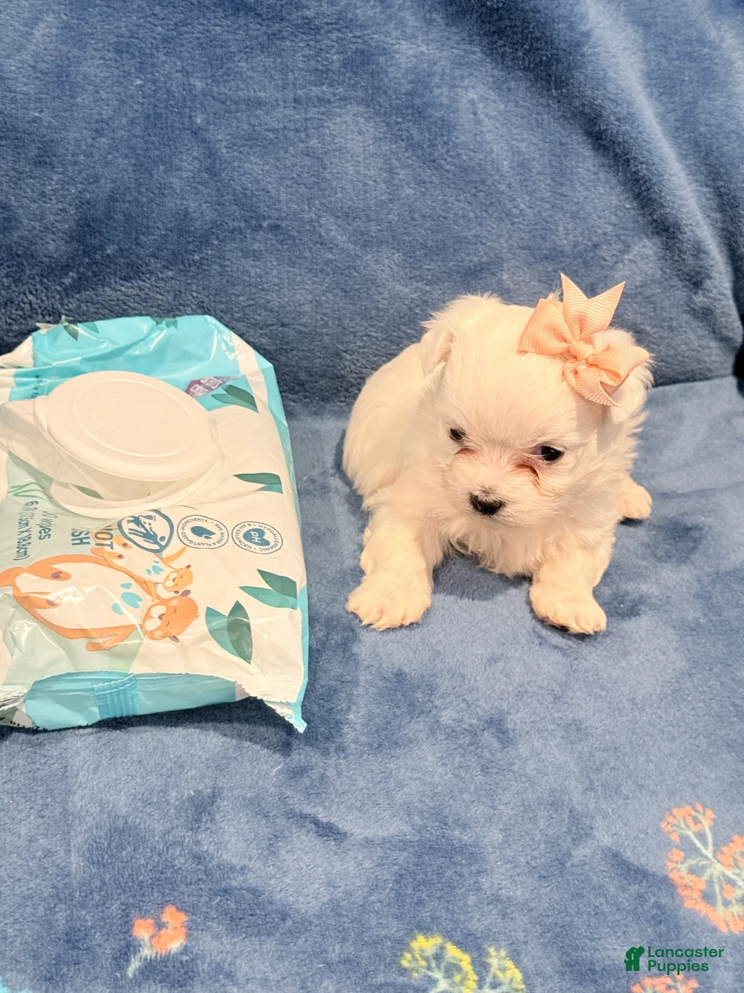 Maltipoo dogs for sale: Maltipoo Puppy 2 - Ad 4