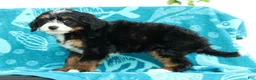 Mini Bernedoodle dogs for sale: Missy - Ad 3