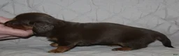 Miniature Dachshund dogs for sale: Mika - Ad 2