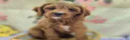 Cavapoo dogs for sale: Iceberg - Ad 31