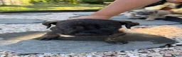 South African Boerboels dogs for sale: Onyx - Ad 6