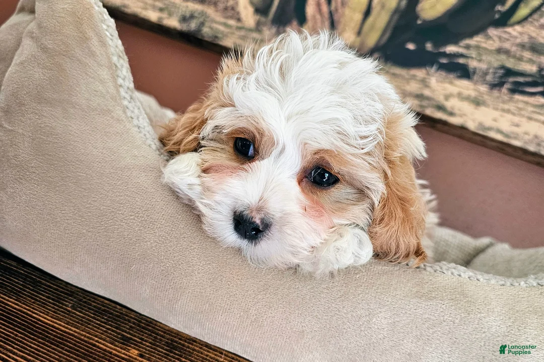 Cavapoo dogs for sale: Daisy Cake - Ad 2