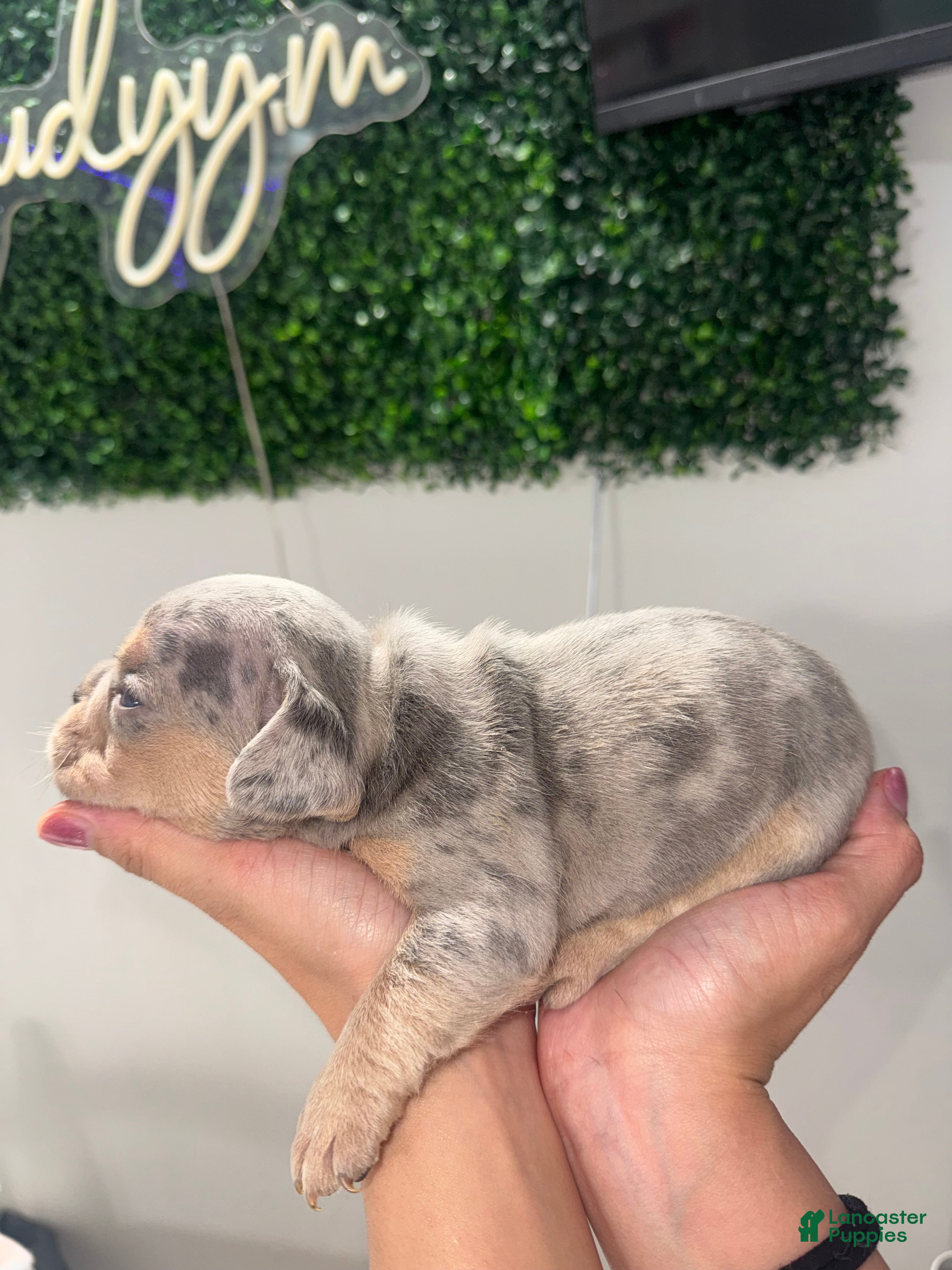 French Bulldog dogs French Bulldog Puppy 5 - Ad 2