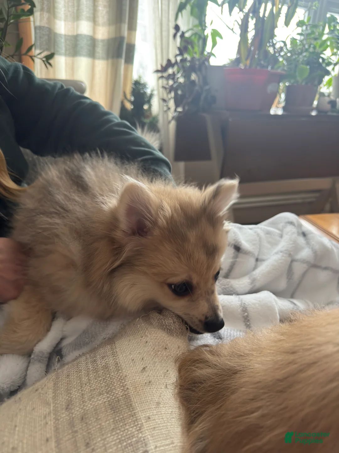 Pomeranian dogs for sale: Gunther - Ad 8