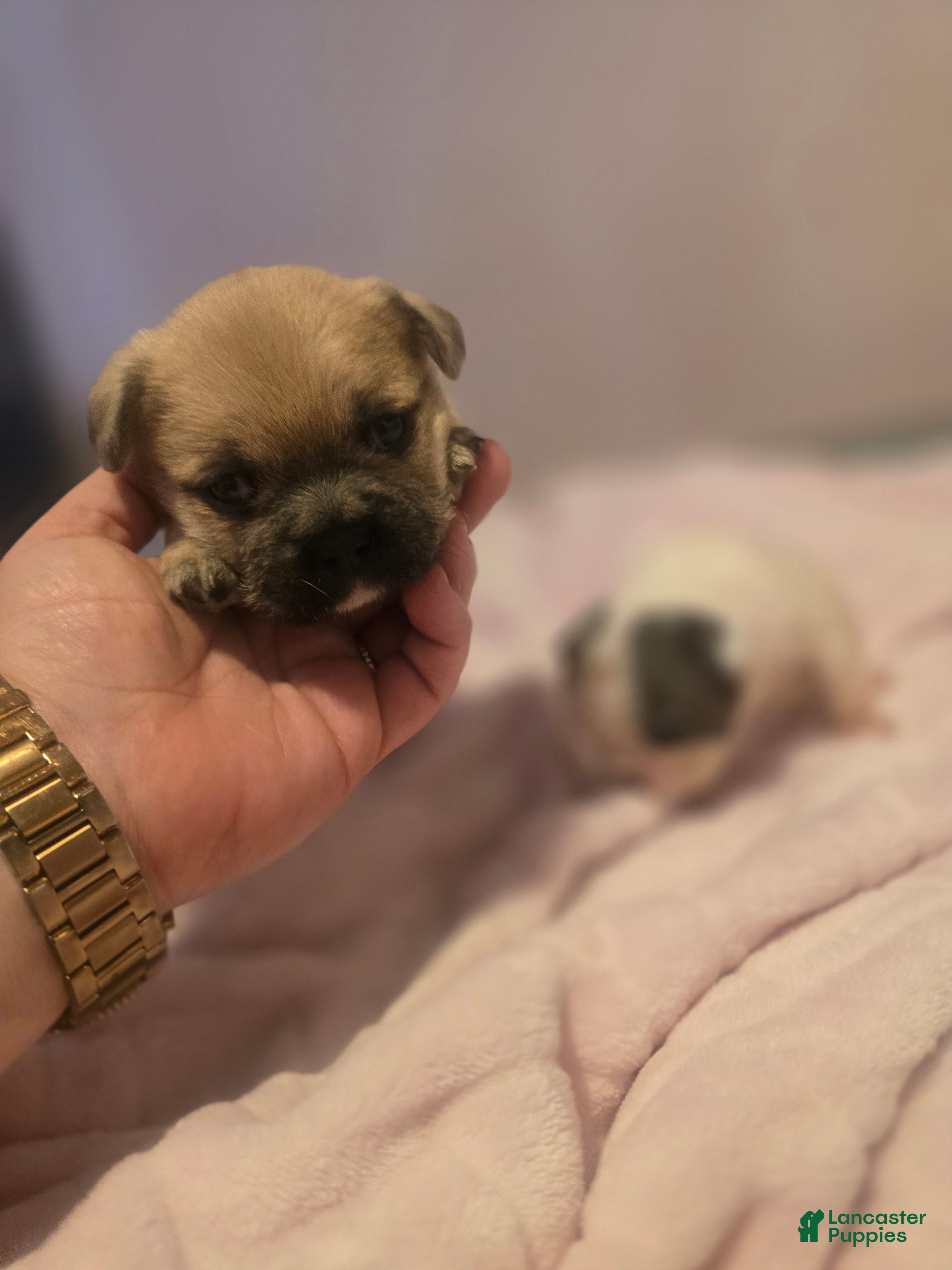 French Bulldog dogs French Bulldog Puppy 2 - Ad 13