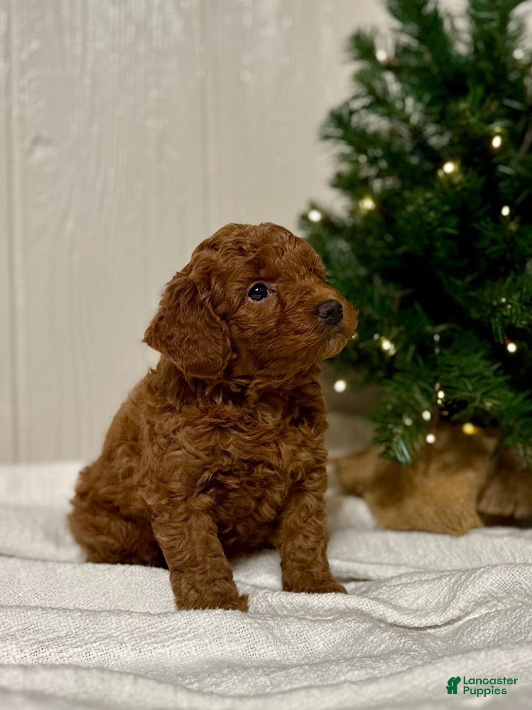 Mini Goldendoodle dogs for sale: Noel - Ad 2