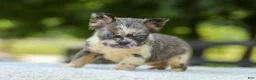 French Bulldog dogs for sale: Laura - Ad 3