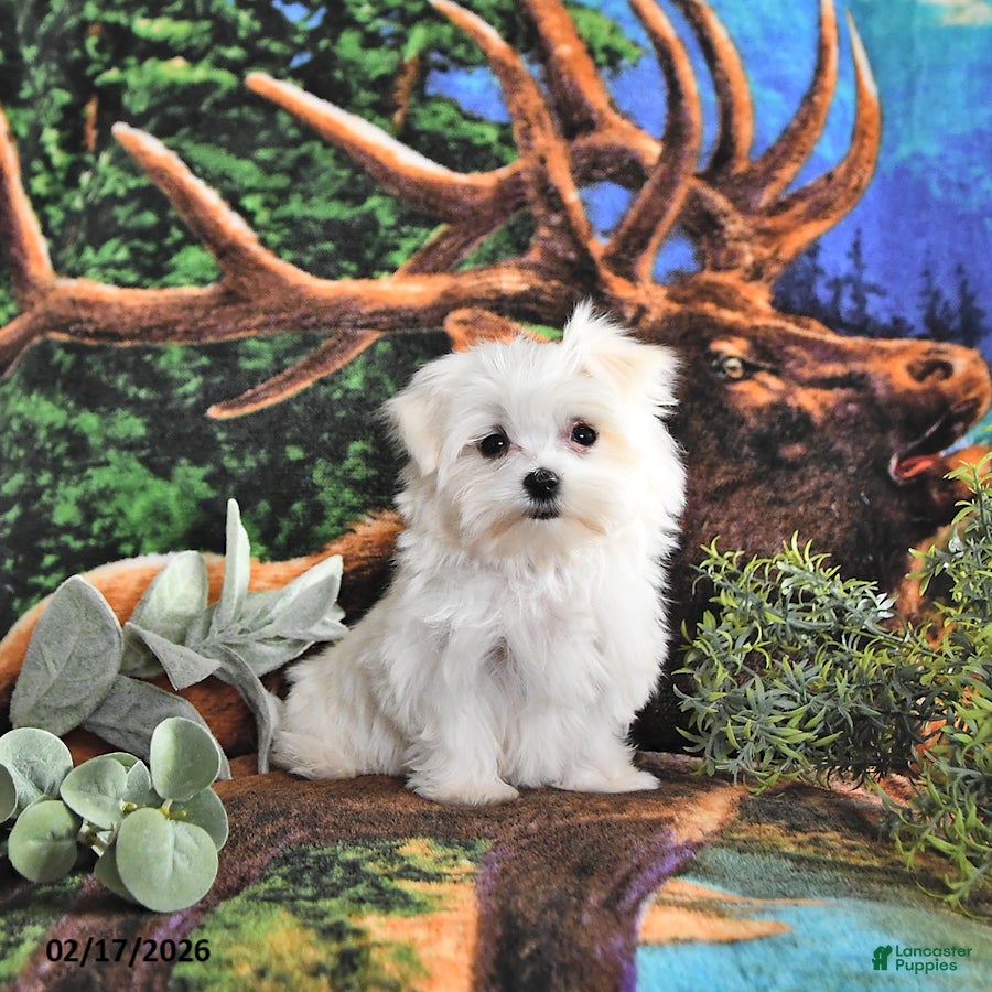 Maltese dogs Cupid EXTRA SMALL - Ad 1