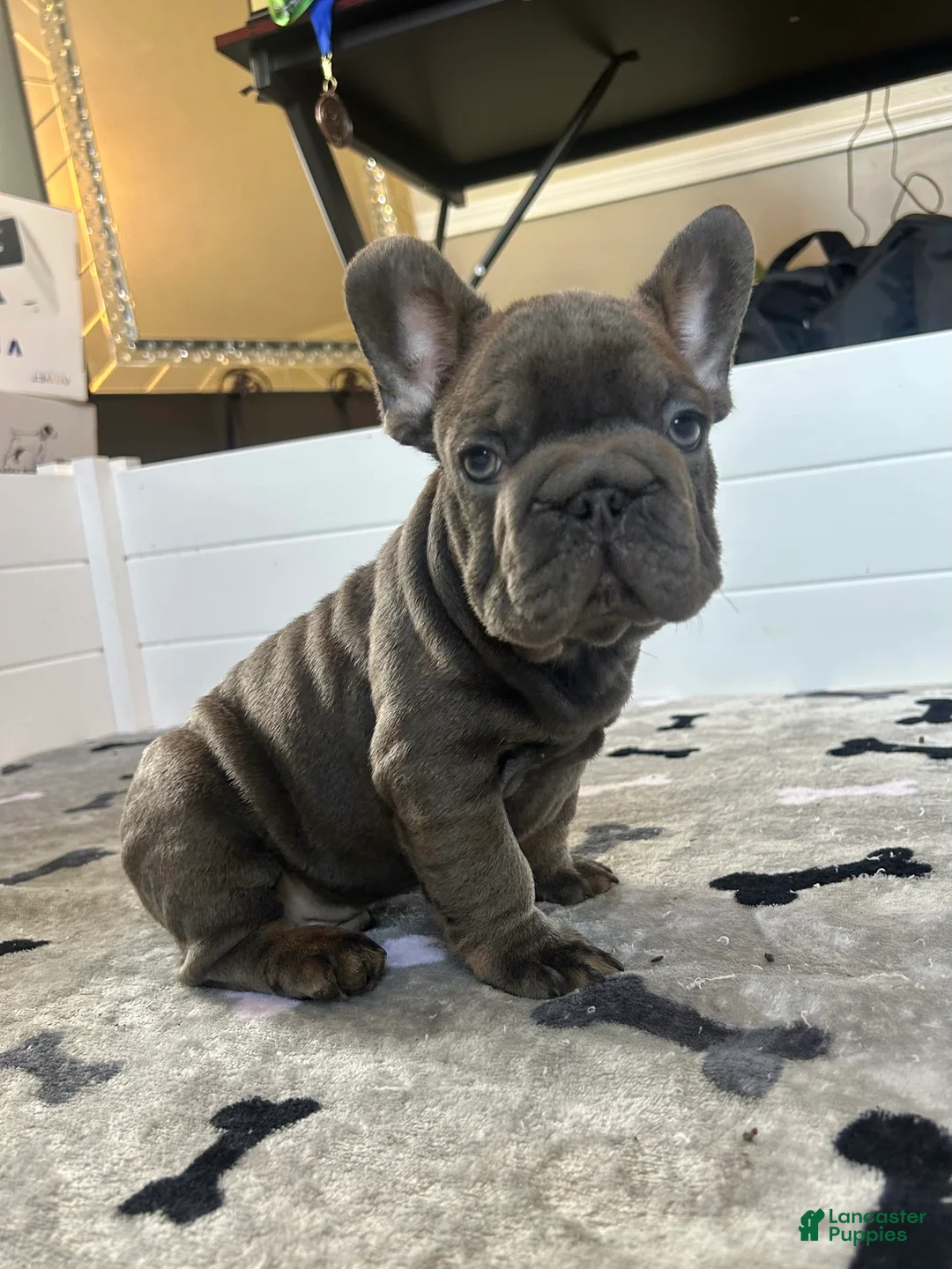 French Bulldog dogs for sale: Big Rope Wilson - Ad 2