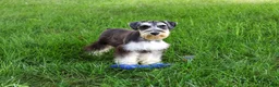 Miniature Schnauzer dogs for sale: Champ - Ad 3
