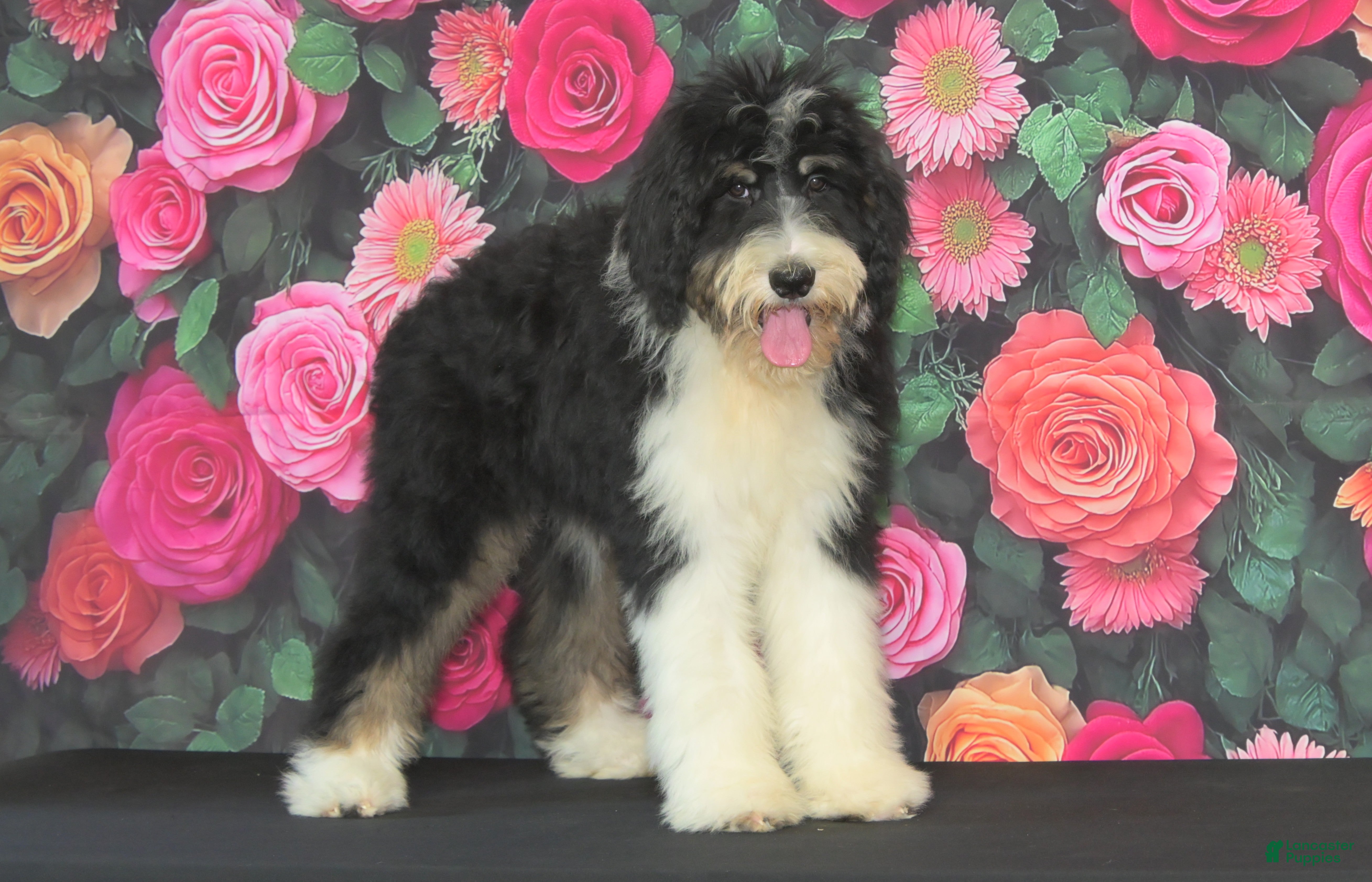 Bernedoodle dogs Bernedoodle 2 - Ad 8