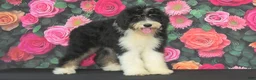 Bernedoodle dogs for sale: Bernedoodle 2 - Ad 1