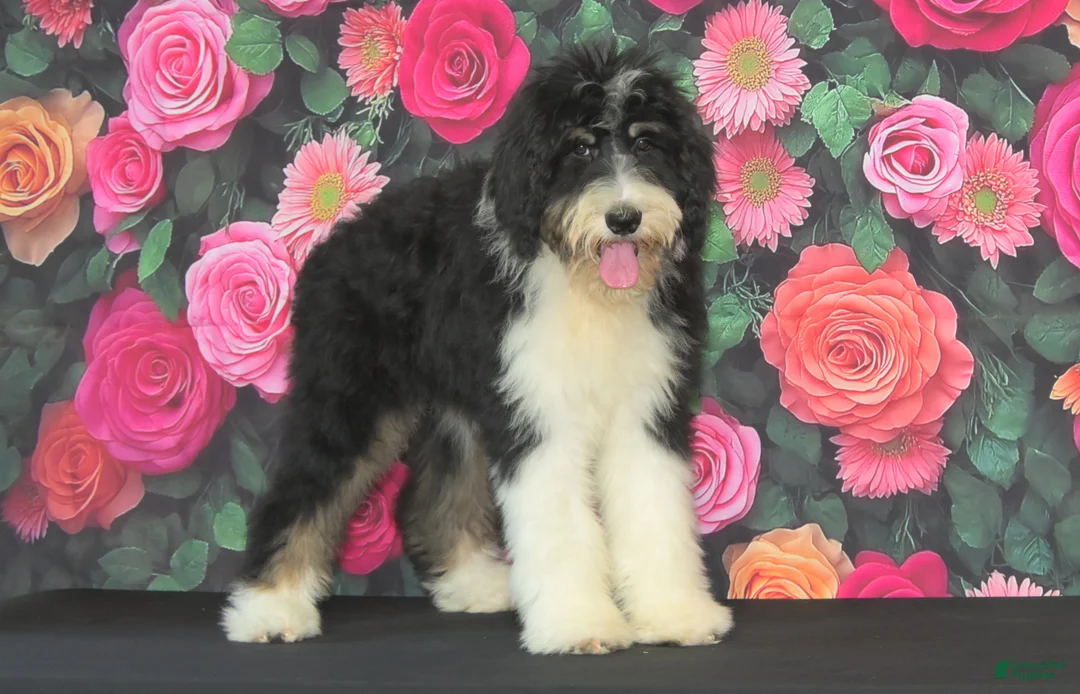 Bernedoodle dogs for sale: Bernedoodle 2 - Ad 1
