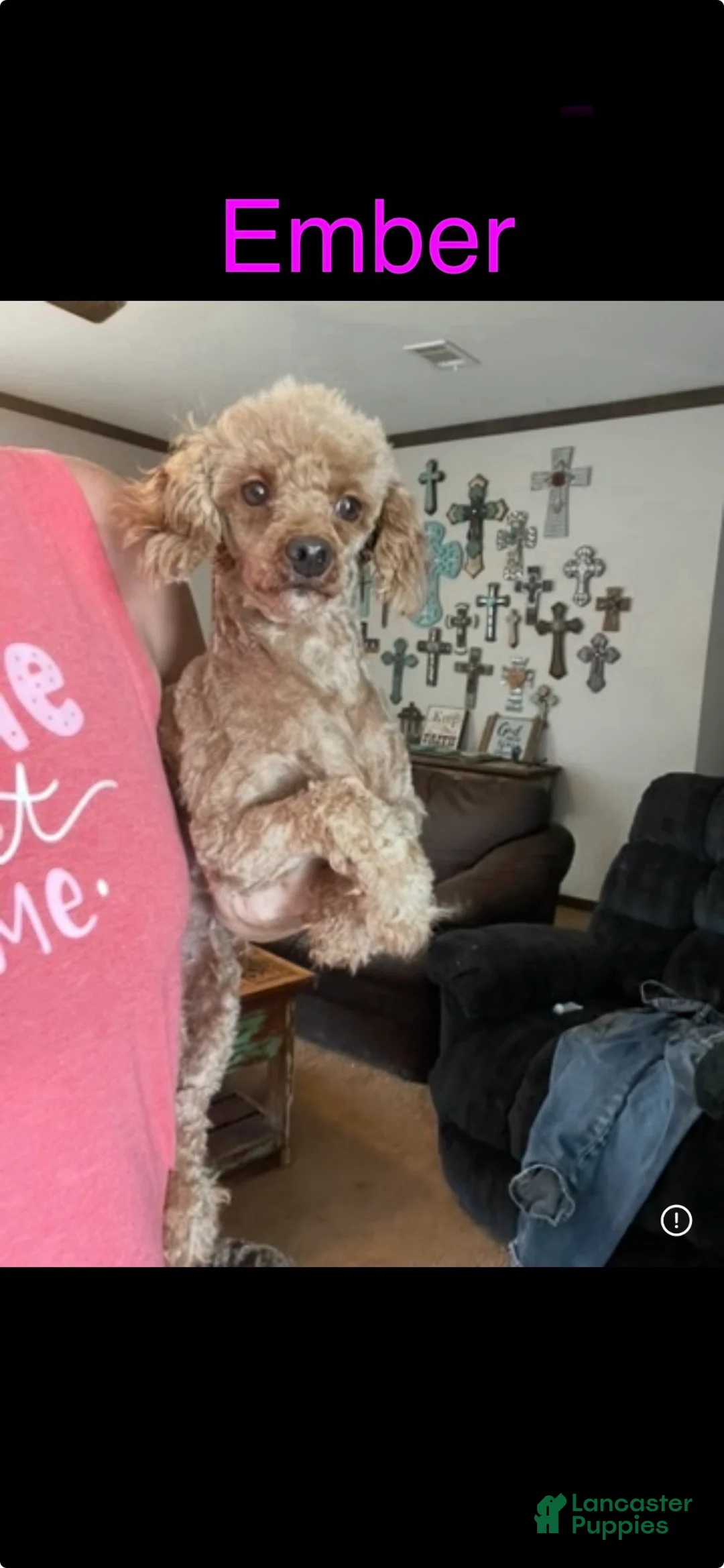 Maltipoo dogs for sale: Maltipoo Girls 🩷🩷🩷 - Ad 16